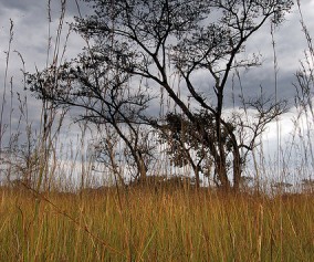 Tall grass makes great hiding for snakes