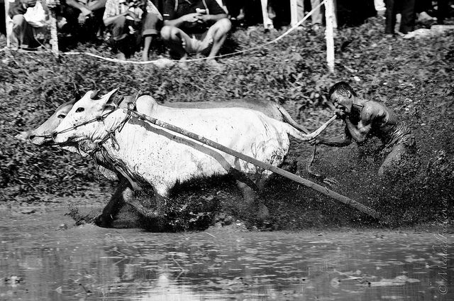 18588035193_68cdecf3e2_z